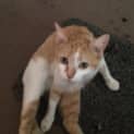 Photo of Candy ($25 Adoption Fee)
