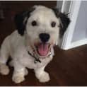 Photo of Toby