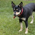 Photo of Akira