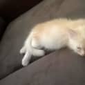 Photo of Angel * $100 For The This Month * Adoption Pending