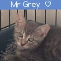 Photo of Mr Grey