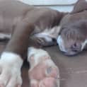 Photo of Nala