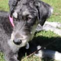 Photo of Sasha *Adoption Pending*