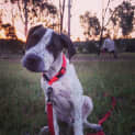 Photo of Sampson