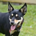 Photo of Akira