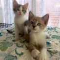 Photo of "Odin & Freya" Purrfect Match