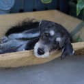 Photo of Sasha *Adoption Pending*