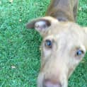 Photo of Penny