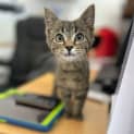 Photo of Kitty