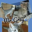 Photo of Mr Grey