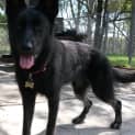 Photo of Millie On Hold Pending Adoption