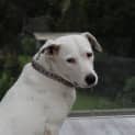 Photo of Belle