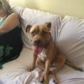 Photo of Dahlia An Affectionate Well Behaved Girl