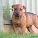 Photo of Nyles ~Rotti X Lab X Ridge X Kelpie(on Trial 28/2/16)