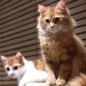 Photo of Tom And Jerry | $50 Adoption Fee
