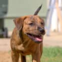 Photo of Nyles ~Rotti X Lab X Ridge X Kelpie(on Trial 28/2/16)