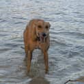 Photo of “Goldie”, Our Golden Girl. Gold Coast
