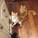 Photo of Tom And Jerry | $50 Adoption Fee