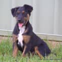 Photo of Amity ~Rotti X Lab X Ridge X Kelpie(on Trial 28/2/16)
