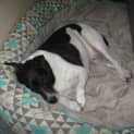 Photo of Patchy