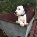 Photo of Petey