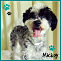 Photo of Mickey