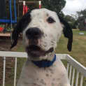 Photo of Petey