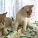 Photo of "Odin & Freya" Purrfect Match
