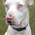 Photo of Pepper