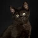Photo of Smokey