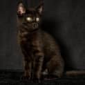 Photo of Smokey