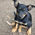 Photo of Chip