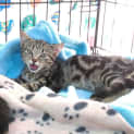 Photo of Skittles @ The Pet House, Tuggerah