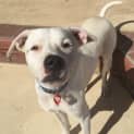 Photo of Winnie (Dog Friendly)