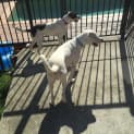 Photo of Winnie (Dog Friendly)