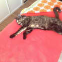 Photo of Tinkerbell
