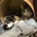 Photo of Gizmo
