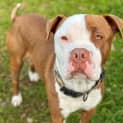 Photo of Trigger