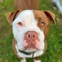 Photo of Trigger