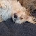 Photo of Dougie