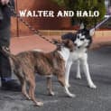 Photo of Halo