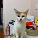Photo of Taz