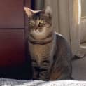Photo of 8913 Kedi