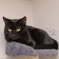 Photo of Lowanna **2nd Chance Cat Rescue**