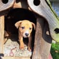 Photo of Pebbles 