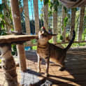 Photo of Amber