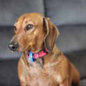Photo of Rusty 4 Year Old Dachshund (Trial)
