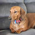 Photo of Rusty 4 Year Old Dachshund (Trial)