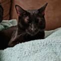 Photo of Raven