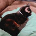 Photo of Raven